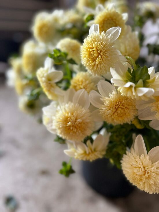 Dālija 'Platinum Blonde' 1 gums